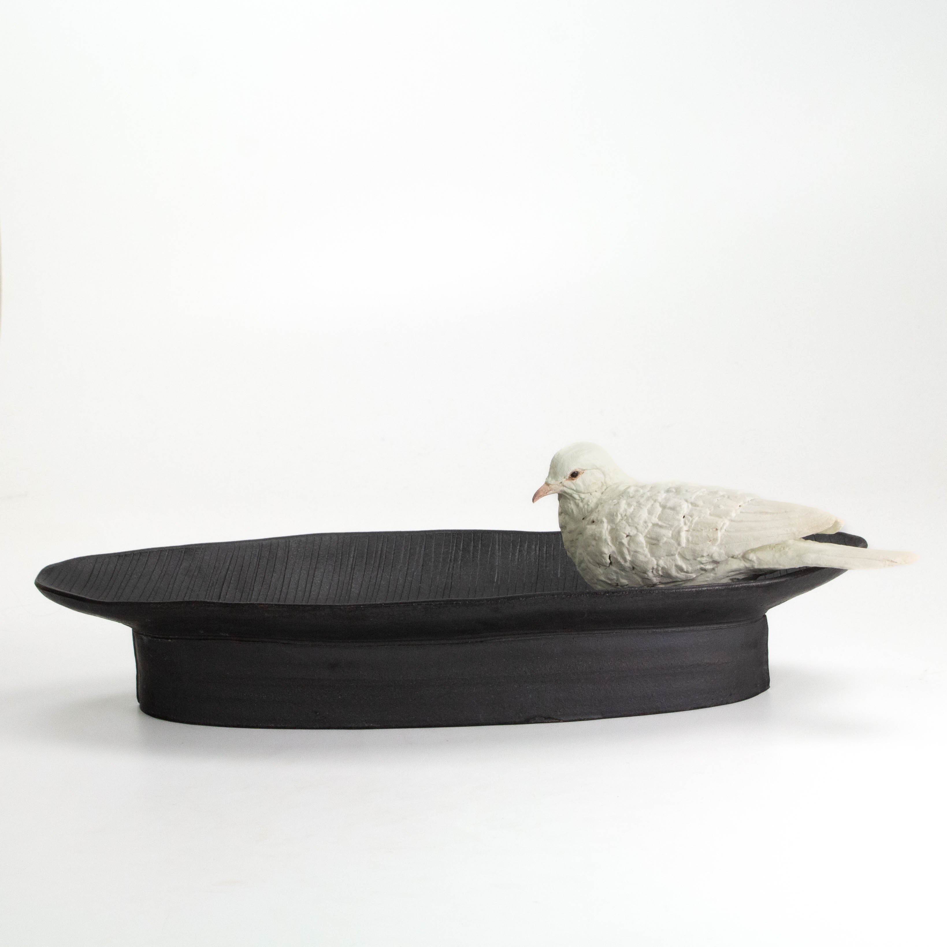 Dove Perched on Tray