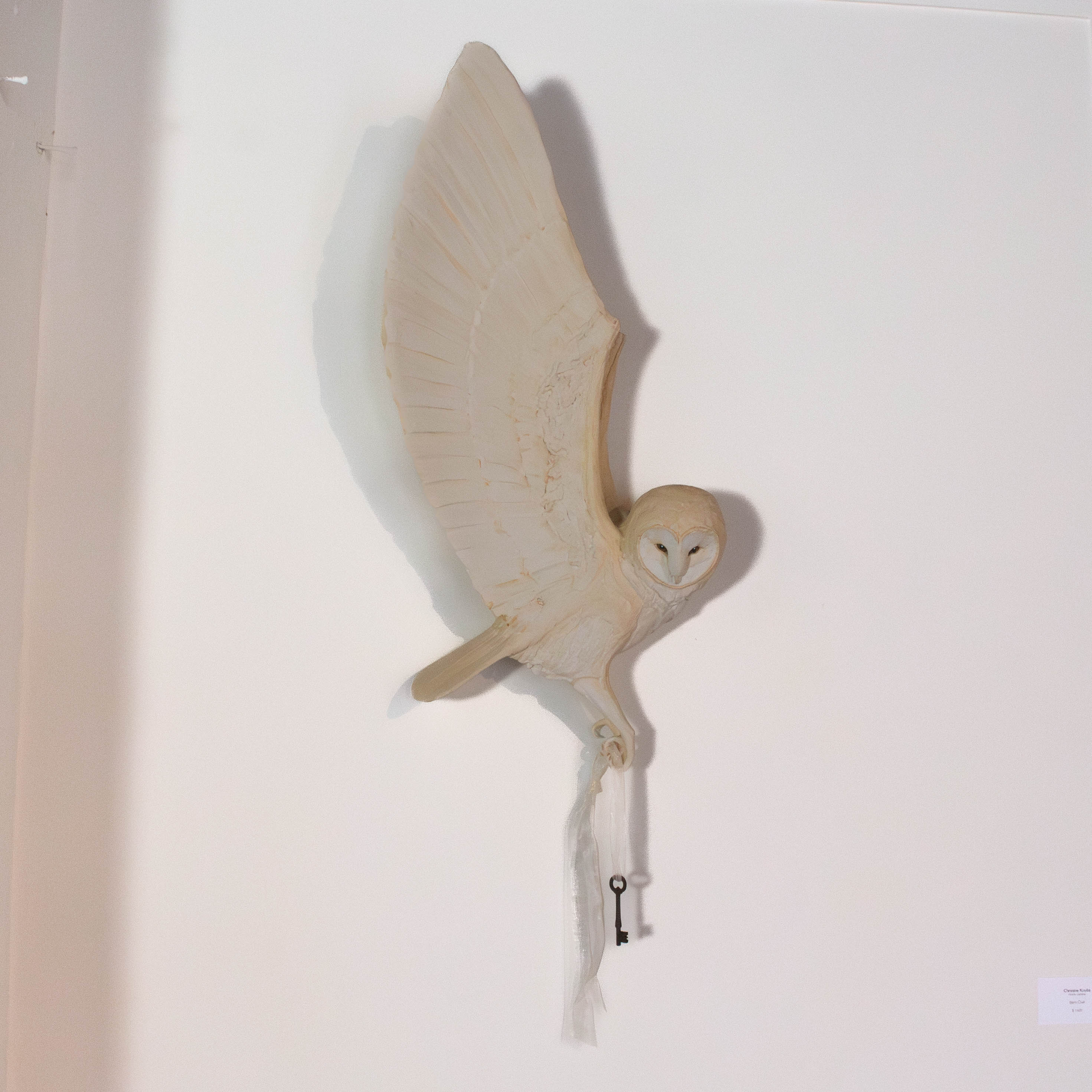 Barn Owl